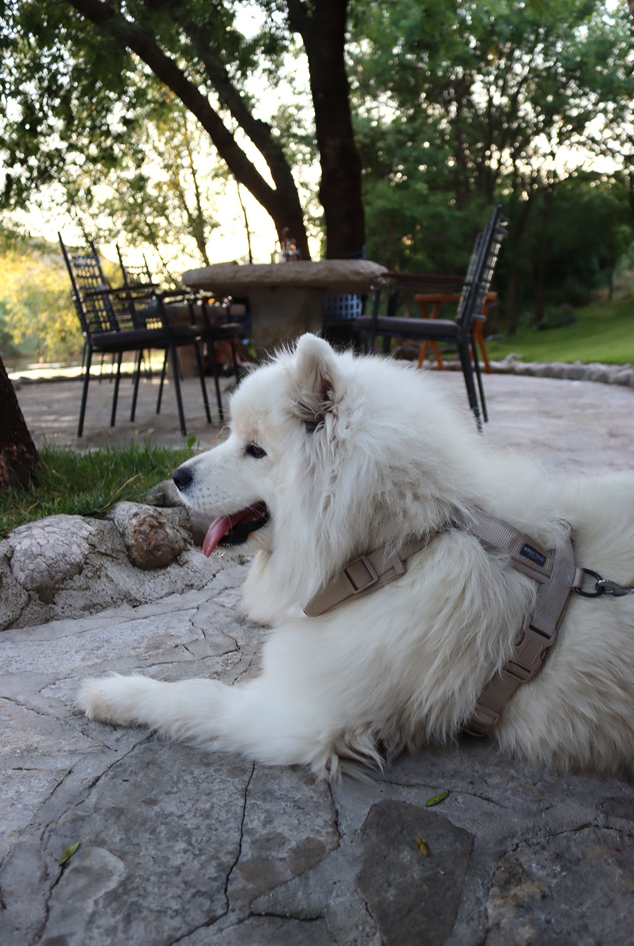 trebinje restauracja pies