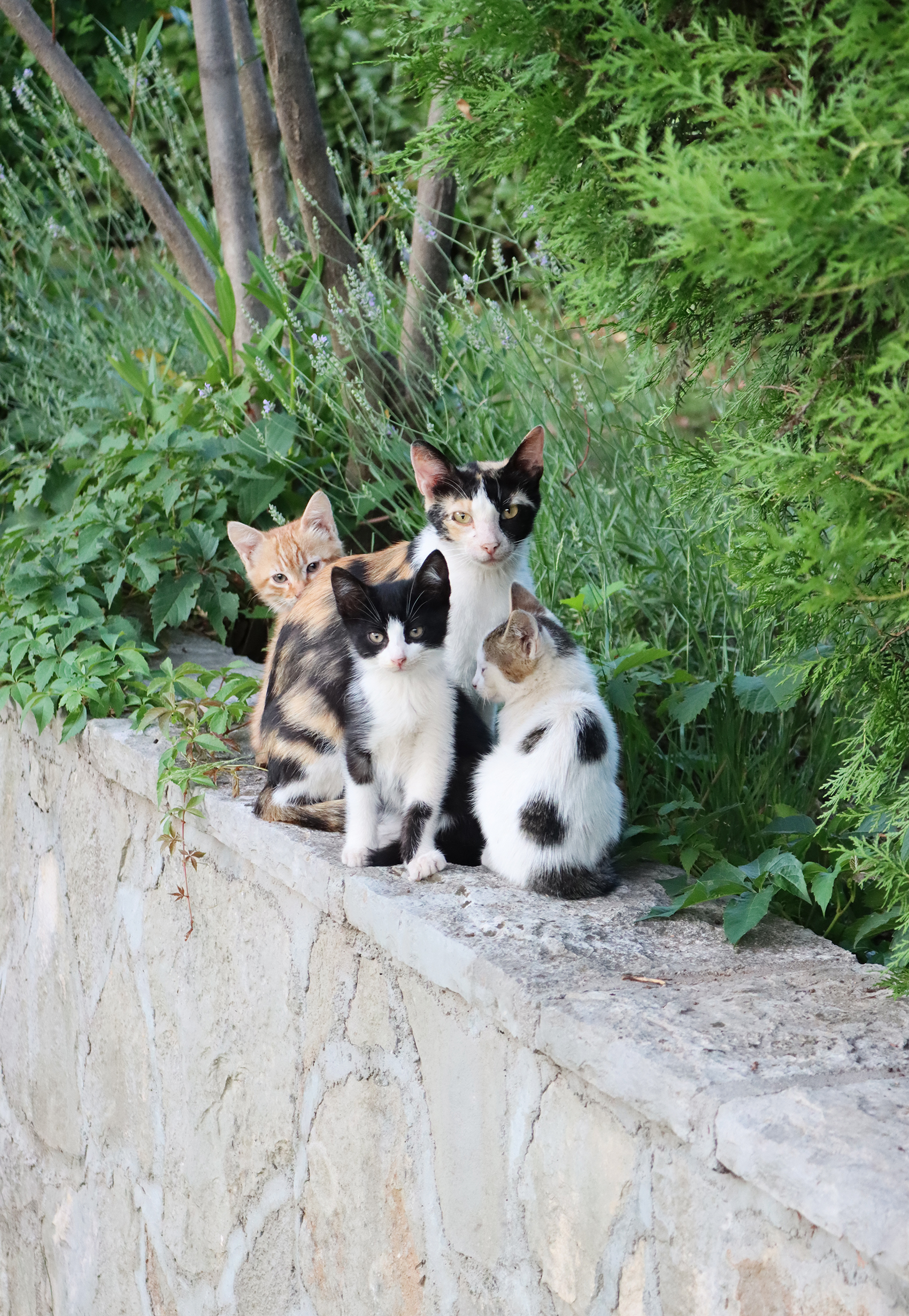 trebinje restauracja studenac kotki