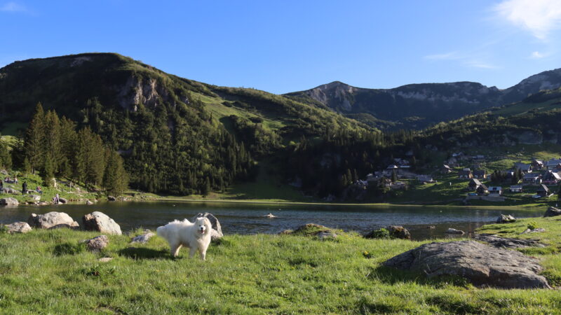 wycieczki górskie z psem